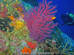Colours of the depth. Saint-Florent bay, Corsica. Canon I... by Bea & Stef Primatesta 